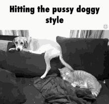Doggy Style Cat GIF - Doggy Style Dog Cat GIFs