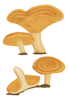 saffron milk cap doubleblind mushroom shrooms fungus