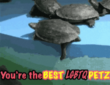 a group of turtles on a blue surface with the words you 're the best lgbtq petz