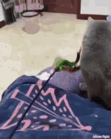 Cats Fight GIF - Cats Fight Black GIFs