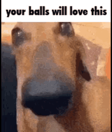balls dog your balls will love this wildstxrm meme