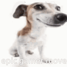 epic epic gamer gamer doggo dog