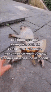 a monkey is laying on the ground with a foreign language caption