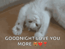 kitty goodnight love you more cat happy kitty