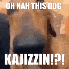 Kajizzin Dog GIF - Kajizzin Dog Long GIFs