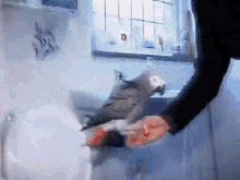 Can You Potty Train A Parrot GIF - Can You Potty Train A Parrot GIFs