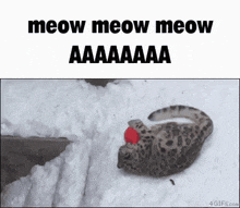 Meow Meow Leopard GIF - Meow Meow Leopard Aaaaaaa GIFs