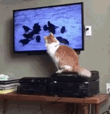 Cat Birds GIF - Cat Birds Tv GIFs