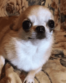 Bubble Dog Chihuahua GIF