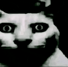 a black and white photo of a cat 's face