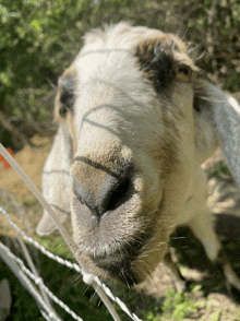 a close up of a goat 's nose with a rope behind it
