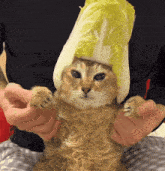 a cat wearing a cabbage hat being held by a person