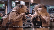 Marmottes Milka GIF - Marmottes Milka Mais Bien Sûr GIFs