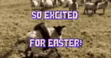 Excited So Excited GIF - Excited So Excited Easter GIFs