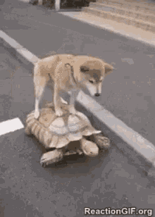 Dog Turtle GIF - Dog Turtle Ride GIFs
