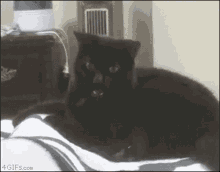 Cat Black Cat GIF - Cat Black Cat Biting GIFs
