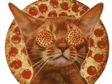 Cat Pizza GIF