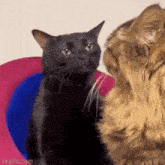 Zoned Out Cat Zoned Cat GIF - Zoned Out Cat Zoned Cat Black Cat GIFs