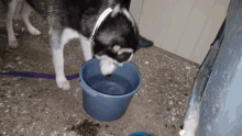 Husky Water GIF - Husky Water Dog GIFs
