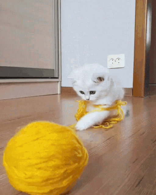 Cat Yarn GIFs | Tenor