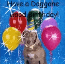 Birthday Happy Birthday GIF - Birthday Happy Birthday Dog GIFs