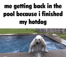 Polar Bear Pool GIF - Polar Bear Pool Swimming GIFs
