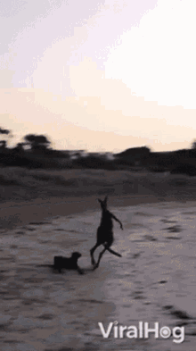 Dog Chases Kangaroo Viralhog GIF - Dog Chases Kangaroo Viralhog Chasing GIFs