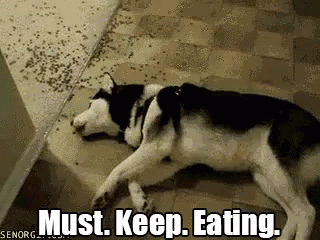 Must Keep Eating GIF - Dog Animal Pet GIFs