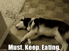 Must Keep Eating GIF - Dog Animal Pet GIFs