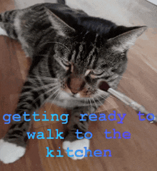 864mcs Cat Walking To The Kitchen GIF - 864mcs Cat Walking To The Kitchen Fridge GIFs