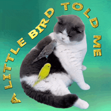 a cat with a bird on its back and the words " a little bird to love "