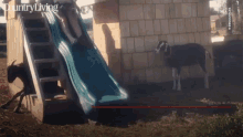 slide goat fail country living country living gif