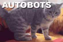 Cat Silly GIF - Cat Silly Roll GIFs