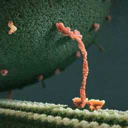 science-biology.gif