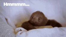 Contemplative GIF - Viral Sloth Lol GIFs