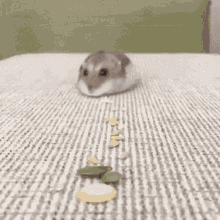 Hamster Hamter GIF - Hamster Hamter Eat GIFs