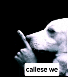 a black and white photo of a dog with the words callese we on the bottom