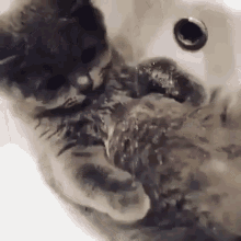 Kitty Lazy GIF - Kitty Lazy Cat GIFs