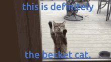 Becket Cat Cat GIF - Becket Cat Cat Cat Becket GIFs