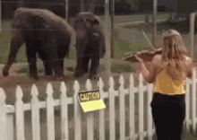 violin elephants dance cute