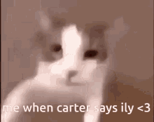 Carter Ily GIF - Carter Ily Cute GIFs