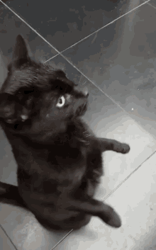 Black Cat Stand GIF - Black Cat Stand Cute GIFs