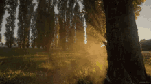 Forest Sun Rays GIF - Forest Sun Rays Calm GIFs