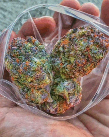 Cannabis GIF