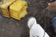 a white dog on a leash standing in front of a yellow crate that says ' a ' on it