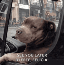 see you later bye felicia dogs pitbull funny face
