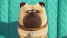 Pug Dog GIF