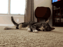 Cat Cute GIF - Cat Cute Tail Wagging GIFs