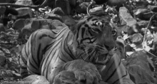Tiger Rwar GIF - Tiger Rwar Roar GIFs
