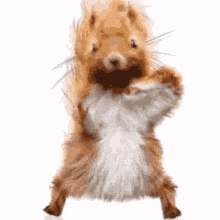 Squirrel Happy GIF - Squirrel Happy Dance GIFs